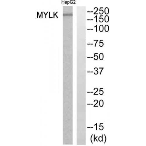 Myosin Light Chain Kinase, Smooth Muscle (MYLK) Antibody