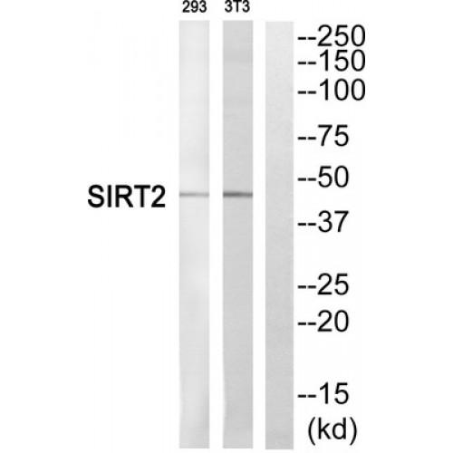 Sirtuin 2 (SIRT2) Antibody