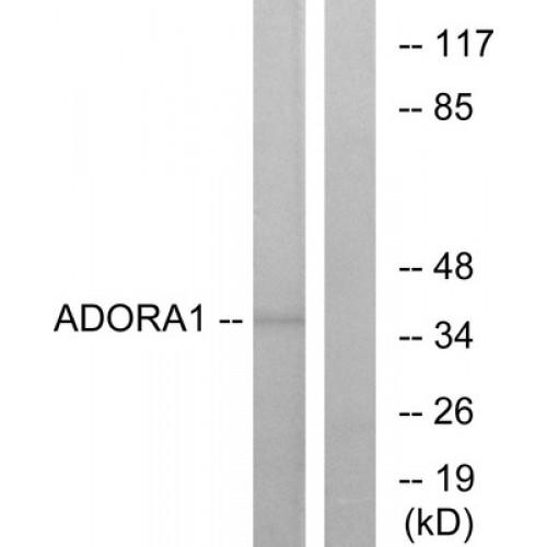 Adenosine A1 Receptor (ADORA1) Antibody