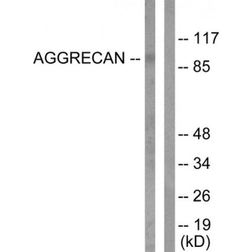 Aggrecan Core Protein (ACAN) Antibody