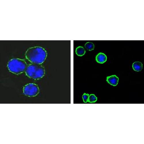 Leukocyte Antigen CD37 / TSPAN26 (CD37) Antibody