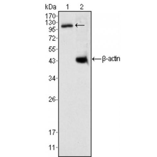 Death Domain Associated Protein / DAP6 (DAXX) Antibody