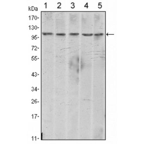 Cadherin, Neuronal (CDH2) Antibody