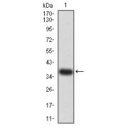 Adenosine A2a Receptor (ADORA2A) Antibody