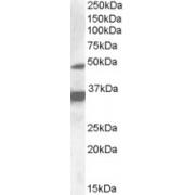 Nuclear Receptor Subfamily 1 Group I Member 2 (NR1I2) Antibody
