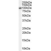 Amyloid-Beta A4 Precursor Protein-Binding Family B Member 1 (APBB1) Antibody