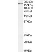 Down Syndrome Cell Adhesion Molecule Homolog (DSCAM) Antibody