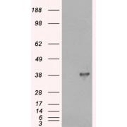 Docking Protein 5 (DOK5) Antibody