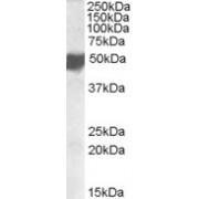 CXADR-Like Membrane Protein (CLMP) Antibody