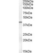 Serpin B6 (SERPINB6) Antibody