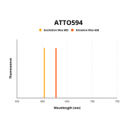 HSP90 alpha / beta Antibody (ATTO594)