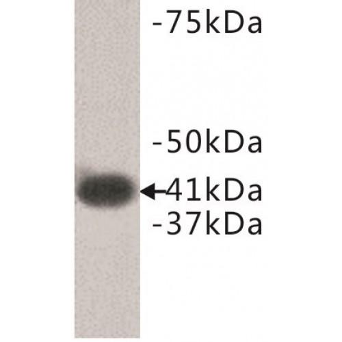 LPA Receptor 1 Antibody