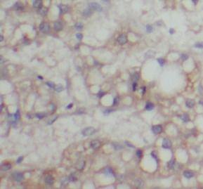 anti- ABCG4 antibody