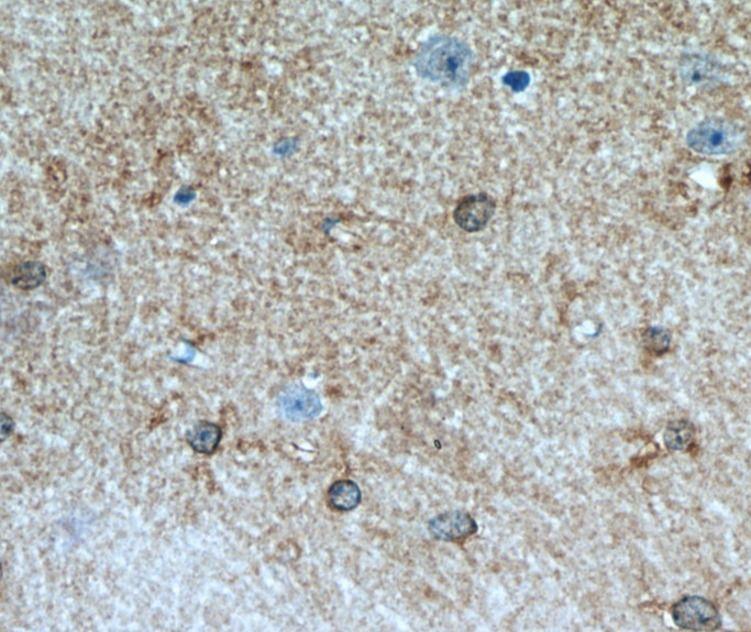 anti- ALDH1L1 antibody