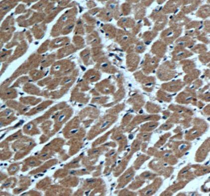 anti- alpha Actinin antibody