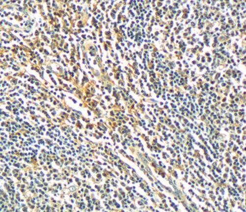 anti- SIGLEC7 antibody