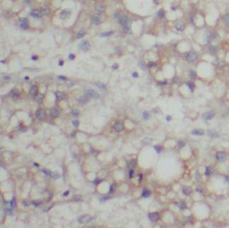 anti- TLR4 antibody