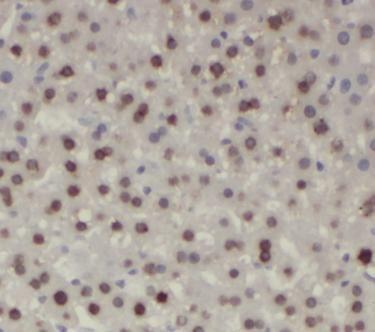 anti- Phospho-AKT1S1(T246) antibody