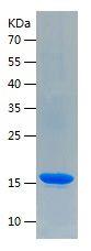 Recombinant Human IFNG