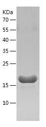 Recombinant Mouse IFNG