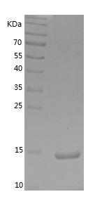 Recombinant Rat IFNG