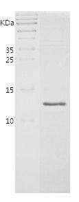 Recombinant Chicken IL-8