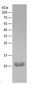 Recombinant Human IL-8