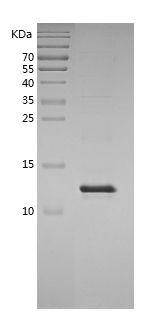 Recombinant Pig IL-8