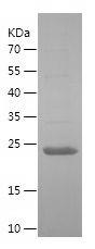 Recombinant Human GH