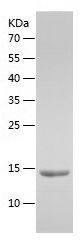 Recombinant Bovine Leptin