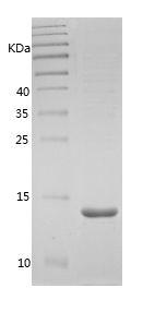 Recombinant Chicken Leptin