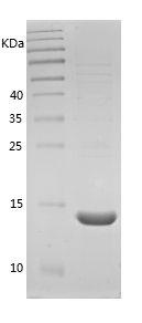 Recombinant Dog Leptin