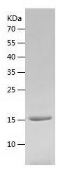 Recombinant Mouse Leptin