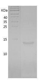 Recombinant Pig Leptin