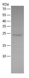 Recombinant Goat IL-6