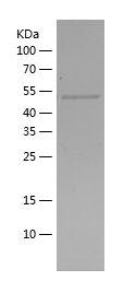 Recombinant Human SOCS3