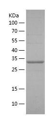 Recombinant Human ADP