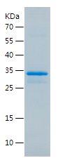 Recombinant Human BMP2