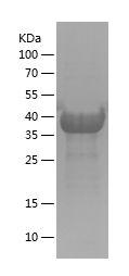 Recombinant Human BNIP3L