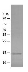 Recombinant Human CD31