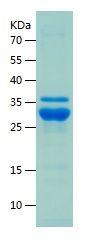 Recombinant Human BAX