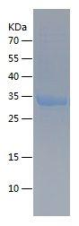 Recombinant Human ADAM17