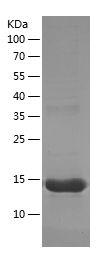 Recombinant Human CD34