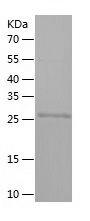 Recombinant Human CD138