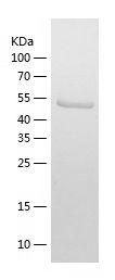 Recombinant Human FST