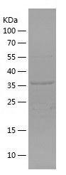 Recombinant Human AGO1