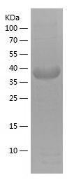 Recombinant Human GRN