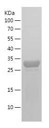 Recombinant Human CD261