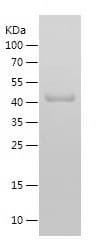 Product Graph