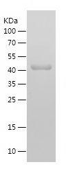 Recombinant Human IGF1R